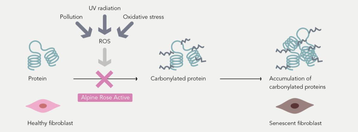 Carbonilazione delle proteine