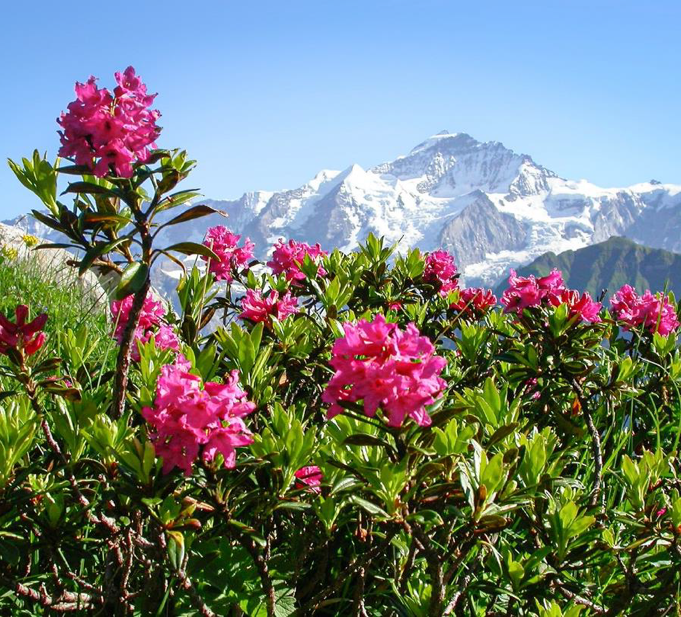 Rosa Alpina