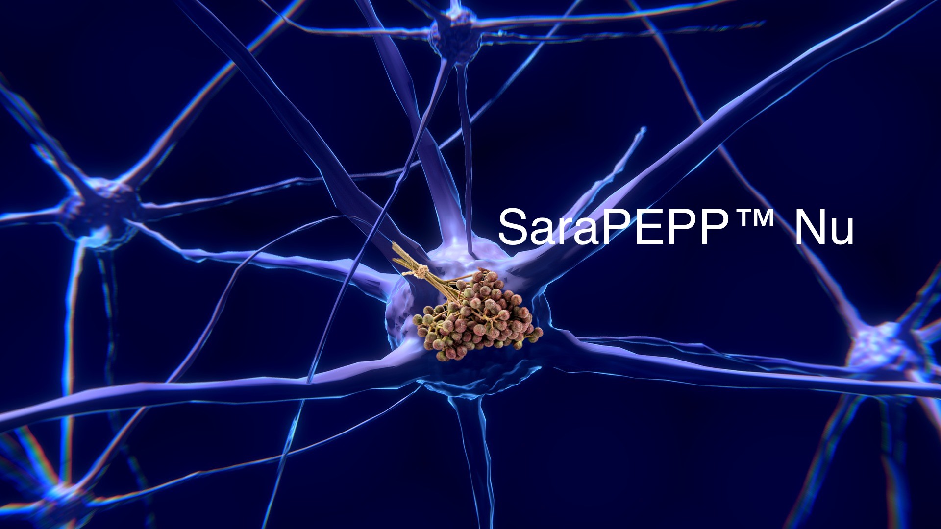 SaraPEPP™ Nu, la spezia dell’Himalaya che mantiene il cervello “in forma”