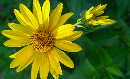 Arnica Messicana.