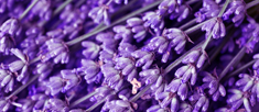 Relax al profumo di Lavanda